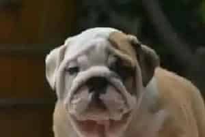 应该如何正确的给斗牛犬选择食物(英国斗牛犬)