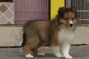 喜乐蒂犬胆子特别小怎么训练呢(喜乐蒂)