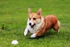 幼龄柯基犬的饲养过程中有哪些食物不能吃(柯基犬)