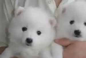 哪些食物会让银狐犬更健康(银狐犬)
