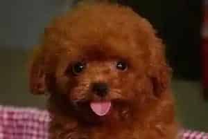 给泰迪犬吃驱虫药有哪些注意的问题(泰迪犬)