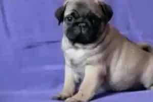 对巴哥犬健康有影响的一些食物(巴哥犬)