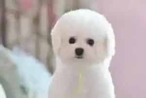 哪些食物能够给比熊犬带来健康(比熊犬)