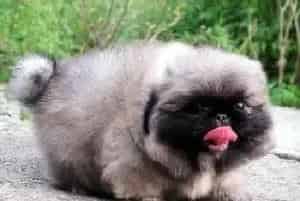 让京巴犬体内营养均衡的食物(京巴狗)