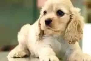 可卡狗狗感冒了应该吃什么药(可卡犬)