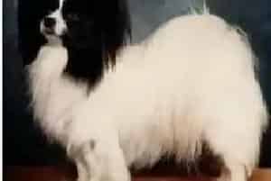 蝴蝶犬肚子里有蛔虫 驱虫药间隔多久可以吃一次(蝴蝶犬)