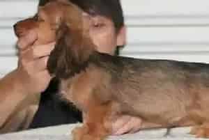 哪些食物会对腊肠犬构成威胁(腊肠犬)
