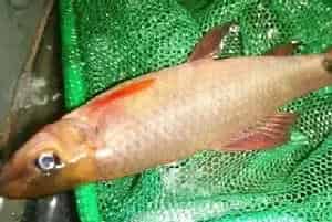 彩虹鲨好养吗(它的饲养难度并不是很大)