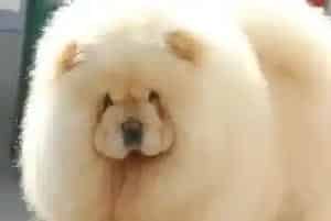 三种方法让松狮犬不知不觉的把药吃了(松狮犬)