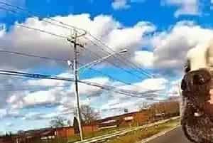 狗狗项圈、胸背带、牵引绳该如何选择(狗狗项圈的使用方法与选购原则)