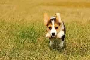 柯基犬需要进行补血 用什么药物合适(柯基犬)