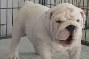 斗牛犬打什么疫苗吃什么驱虫药好(英国斗牛犬)