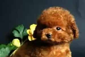 5个多月的贵宾犬得了癣 用什么药物治疗(贵宾犬)
