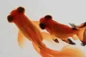 望天眼喂食要点(对于吃什么也并不挑剔)