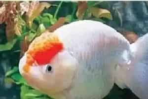 元宝红好养吗(元宝红性格温顺饲养并不难)