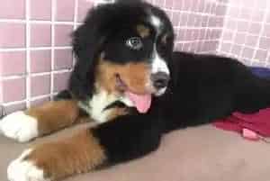 四个月的伯恩山犬多久遛弯一次 每次应遛弯多久(伯恩山犬)