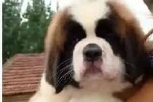 怀孕的圣伯纳犬需要吃哪些食物(圣伯纳犬)