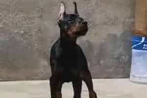 哪些食物一定不能够给杜宾犬吃(杜宾犬)