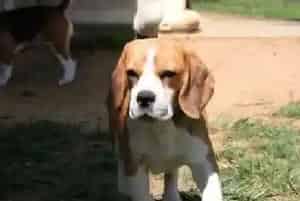 如何预防比格犬食物中毒(比格犬)