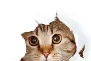 怎么训练猫睡猫窝?幼猫训练时需要注意事项
