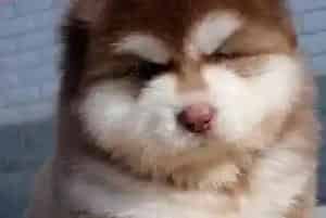 盘点阿拉斯加雪橇犬的“食物杀手”(阿拉斯加犬)