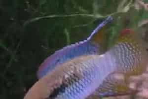 红鳃皇冠饲养环境(红鳃皇冠喜欢弱酸软水)