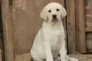 拉布拉多犬生完宝宝身上起红疹可以用什么药(拉布拉多)