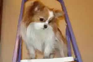 炼就火眼金睛 轻松识别蝴蝶犬的身体健康情况(蝴蝶犬)