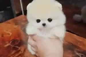 博美犬可以吃胡萝卜吗 这样好吗(博美犬)
