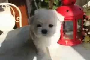 我家马尔济斯犬怀孕63天了为什么还没生产迹象(马尔济斯)