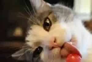 猫咪喜欢什么样的窝(季节选择很重要)