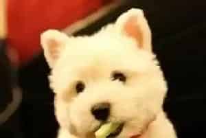 西高地犬有口臭的原因和解决办法(西高地)