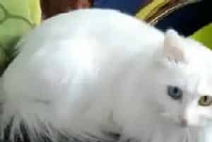 母猫生产注意事项(准备好产箱和产窝)