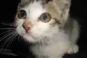 给猫洗澡用什么洗护用品(洗澡注意事项)