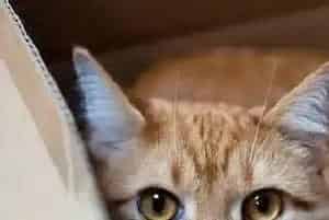 猫窝怎么买(一般在网上或者宠物实体店)