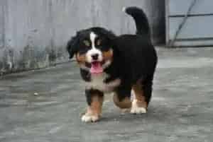 伯恩山犬不爱吃药你要怎样解决(伯恩山犬)