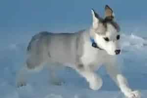 阿拉斯加雪橇犬可以使用的外用药品都有哪些(阿拉斯加犬)