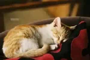 怎样让猫进猫窝(多训练几次就可以了)