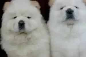 松狮犬腹泻食欲不振吃什么药好用(松狮犬)
