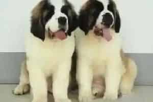 小圣伯纳犬出去玩见生人就狂叫怎么训练纠正(圣伯纳犬)