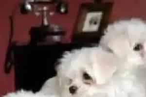 掌握训狗三要点 训练比熊犬更顺利(比熊犬)