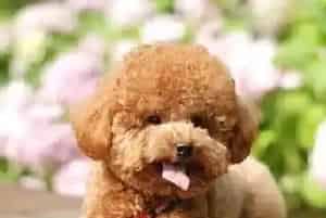 科学育狗百科 合理饲养泰迪犬的五个方法(泰迪犬)