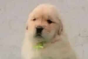 金毛犬打完疫苗后鼻子干吃什么药能好(金毛)
