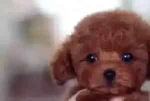 泰迪犬得了耳螨用什么药物治疗效果好(泰迪犬)