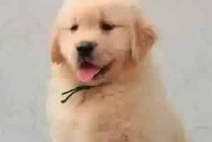 金毛犬长螨虫身上体味非常难闻 用什么药物治疗好(金毛)