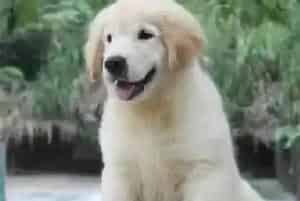 金毛犬怀孕一个月了可以给它洗澡吗(金毛)