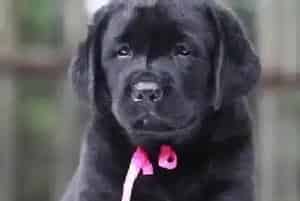 拉布拉多犬感冒怎么帮它降温(拉布拉多)