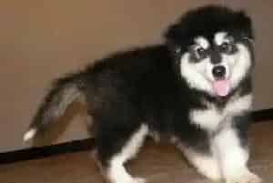 阿拉斯加犬脚垫红肿 用药后更严重怎么办(阿拉斯加犬)