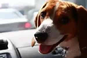 比格犬犬瘟热康复后会有哪些后遗症 怎么治疗(比格犬)