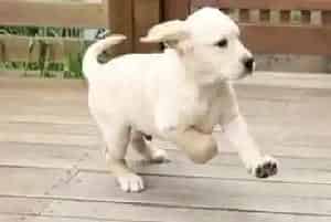 拉布拉多犬可以用人的眼药水吗(拉布拉多)